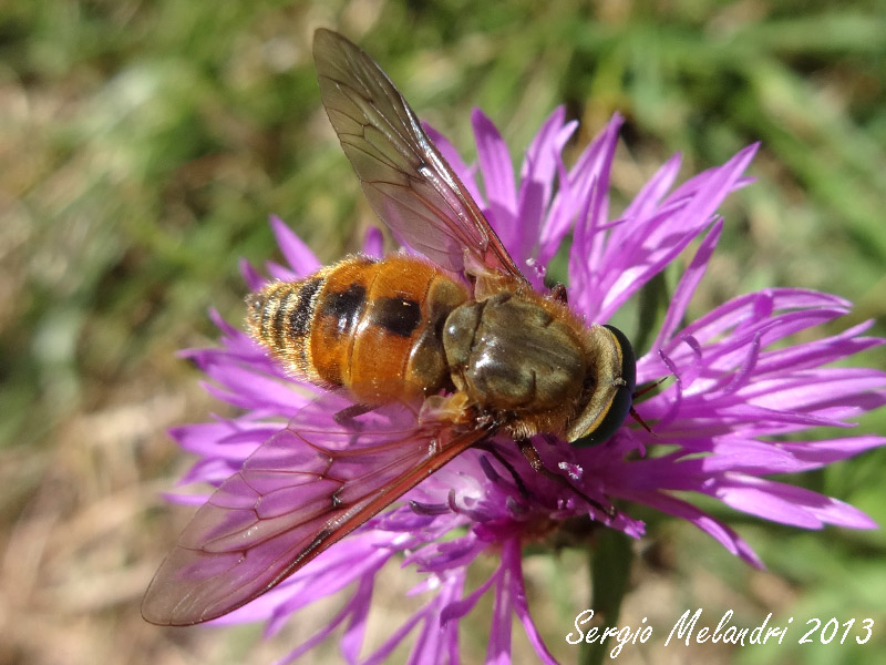 Dittero da id.:  Pangonius sp. (Tabanidae)